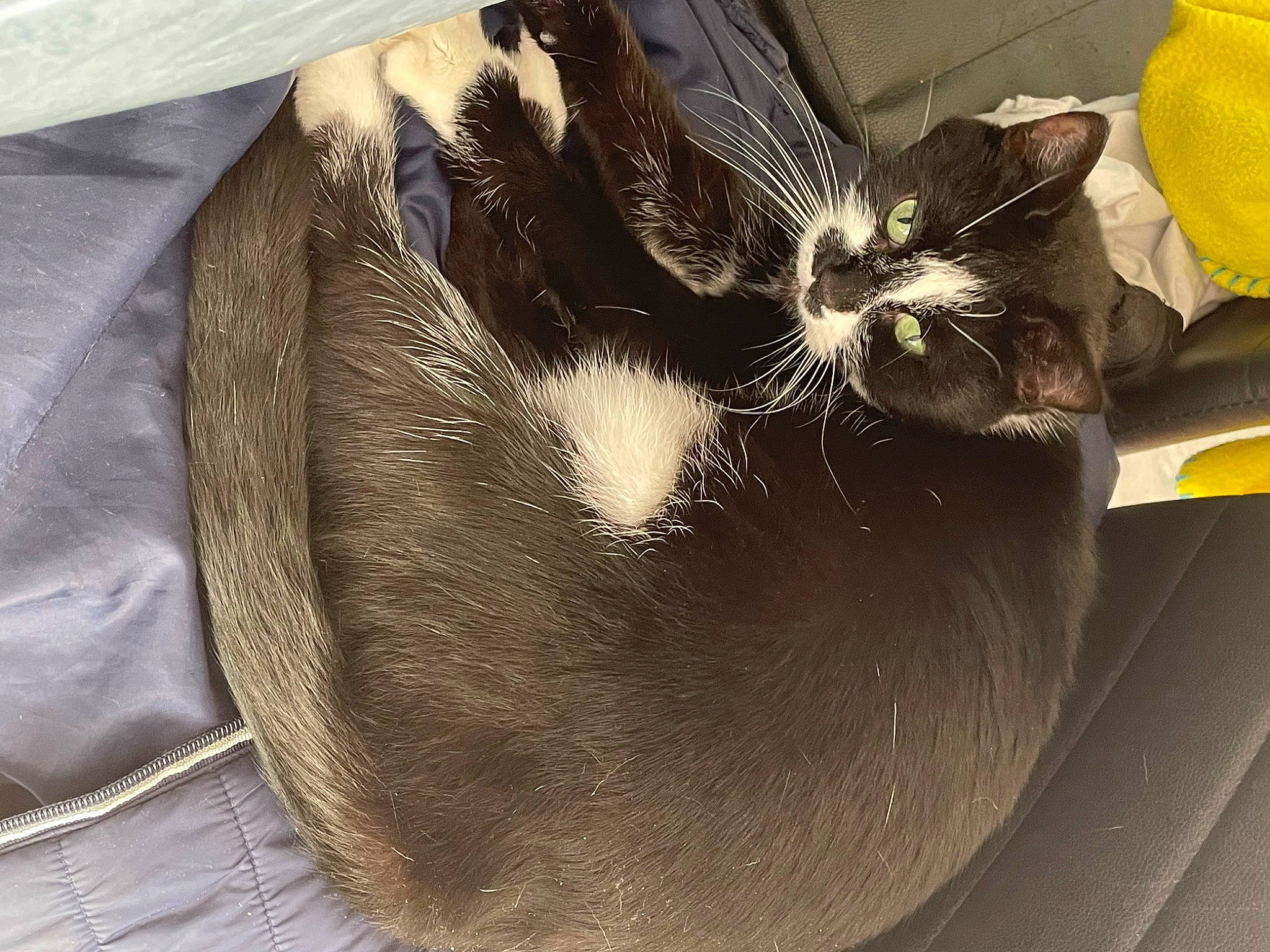 Ibis participe au concours pour gagner de l'argent avec cette photo : bag, black_cat, carnivore, cat, cat_bed, cat_supply, claw, comfort, domestic_short_haired_cat, felidae, fur, luggage_and_bags, nap, paw, small_to_medium_sized_cats, tail, whiskers, yellow