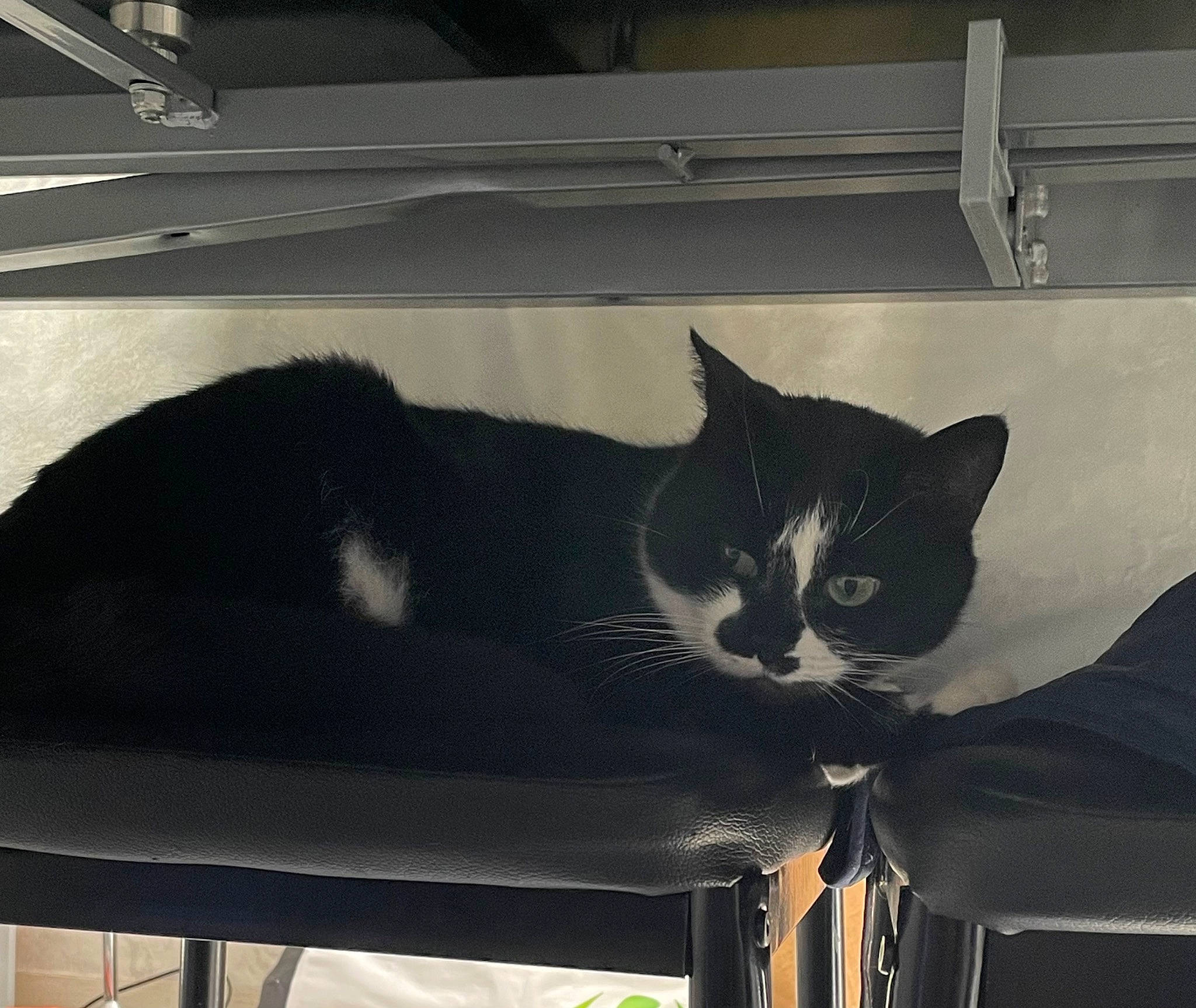 Ibis a rejoint le concours — aidez-le/la à gagner de superbes lots ! automotive_exterior, black, carnivore, cat, comfort, domestic_short_haired_cat, felidae, fur, mammal, metal, monochrome, monochrome_photography, room, small_to_medium_sized_cats, square, tail, tints_and_shades, vertebrate, whiskers, window