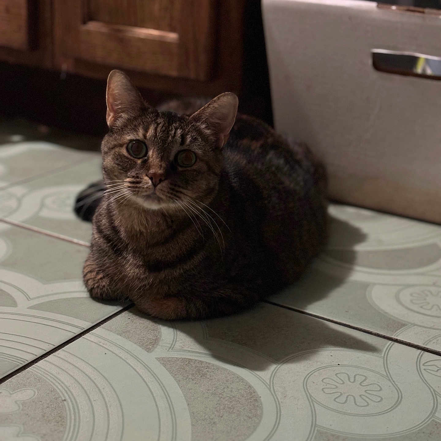 Lady is registered to the contest to win money with this photo: abyssinian, animal, architecture, building, cat, computer, electronics, furniture, hardwood, indoors, kitten, laptop, livingroom, manx, pc, pet, room, slate, tile, wood