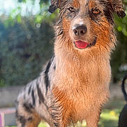 Luna participe au concours pour gagner de l'argent avec cette photo : dog, wet_fur, outdoor, animal, pet, tongue_out, happy, brown_fur, black_fur, white_fur, blurred_background, grass, sunlight, nature, canine, playful, ears, portrait, standing, daylight