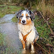 Luna a rejoint le concours — aidez-le/la à gagner de superbes lots ! dog, australian_shepherd, wet_dog, muddy, stream, woodland, outdoors, nature, harness, long_hair, tricolor, white_fur, brown_fur, black_fur, standing, front_view, animal_portrait, water, grass, adventure