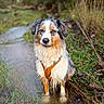 dog, australian_shepherd, wet_dog, muddy, stream, woodland, outdoors, nature, harness, long_hair, tricolor, white_fur, brown_fur, black_fur, standing, front_view, animal_portrait, water, grass, adventure