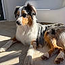 dog, australian_shepherd, tri_color, long_hair, fluffy, lying_down, paws, face, eyes, ears, outdoor, patio, tiles, sunlight, shadow, chair, home, portrait, pet, fur