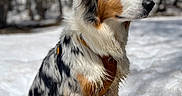 Luna a rejoint le concours — aidez-le/la à gagner de superbes lots ! dog, puppy, tricolor, fluffy, snow, winter, outdoors, forest, sitting, portrait, animal, pet, fur, long_hair, blue_merle, brown_markings, black_markings, white_fur, nature, daylight