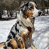 dog, puppy, tricolor, fluffy, snow, winter, outdoors, forest, sitting, portrait, animal, pet, fur, long_hair, blue_merle, brown_markings, black_markings, white_fur, nature, daylight