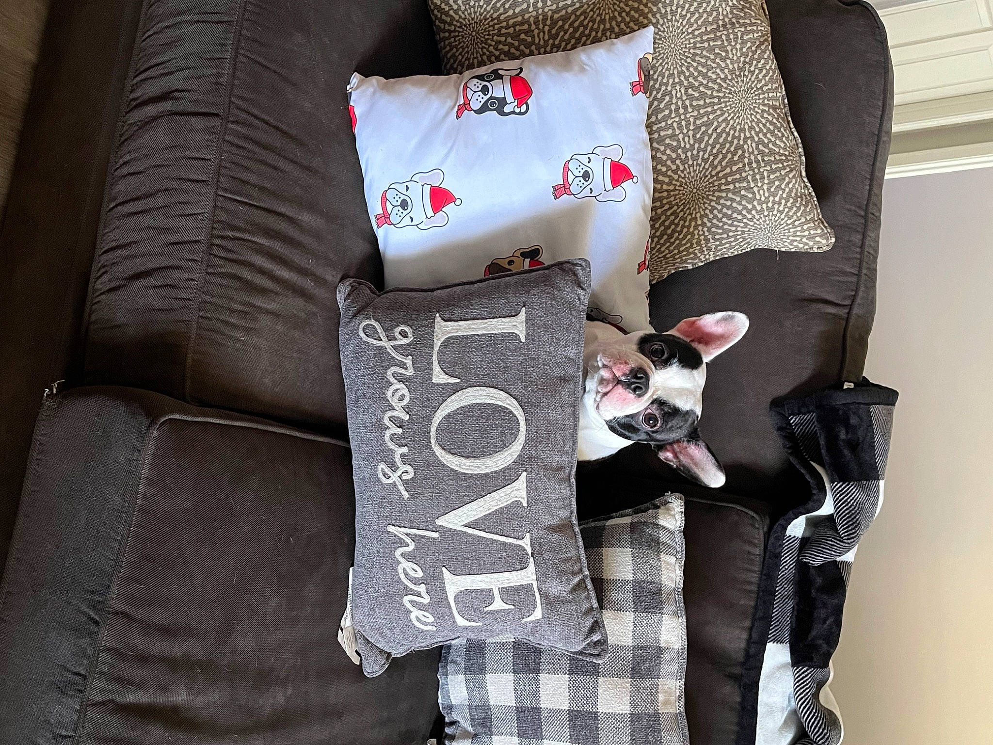 Kennedy is registered to the contest to win money with this photo: carmine, comfort, cushion, fashion_accessory, font, fur, home_accessories, linens, pattern, pillow, rectangle, sleeve, textile, throw_pillow, visual_arts, waist