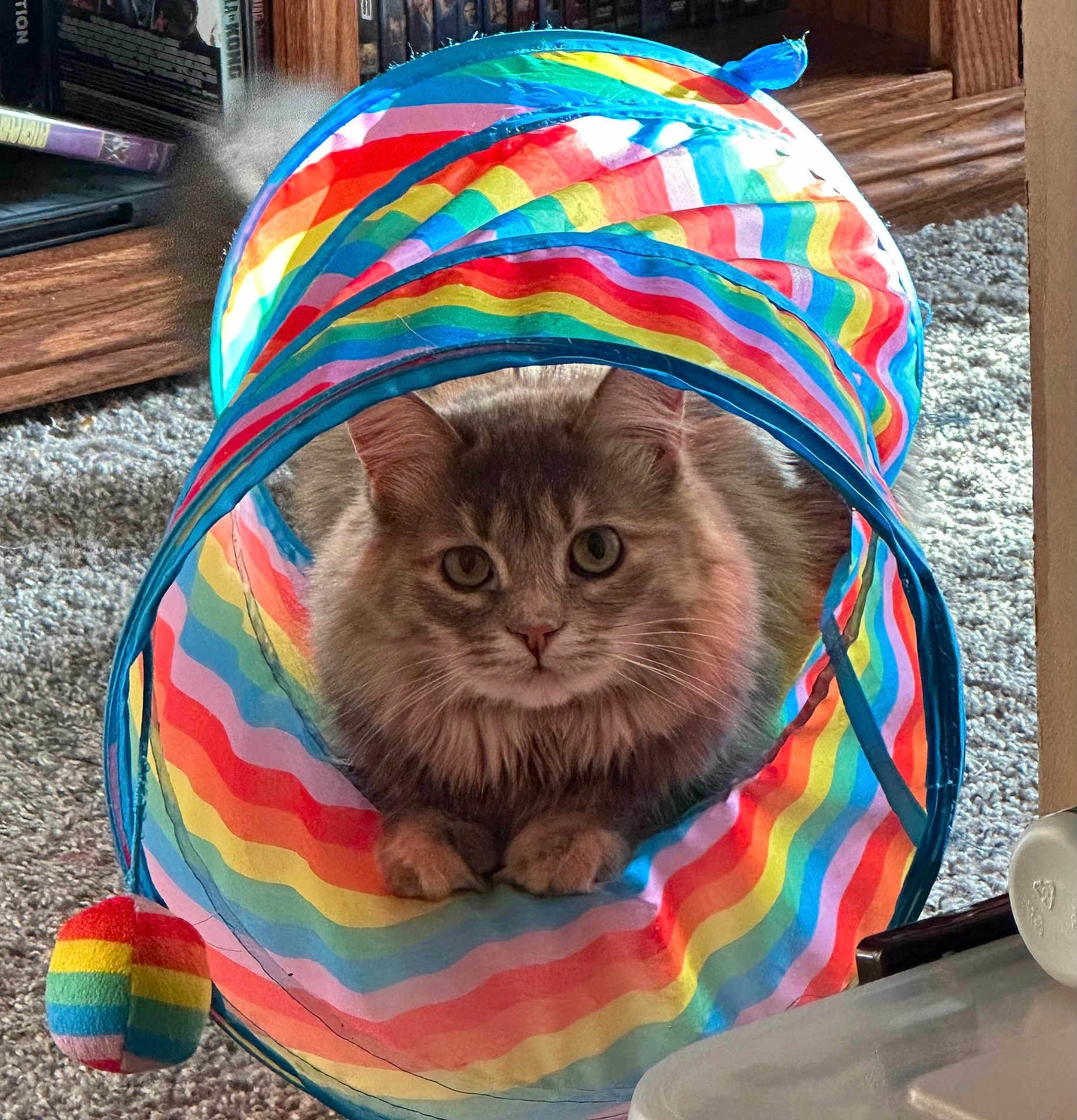 Lola