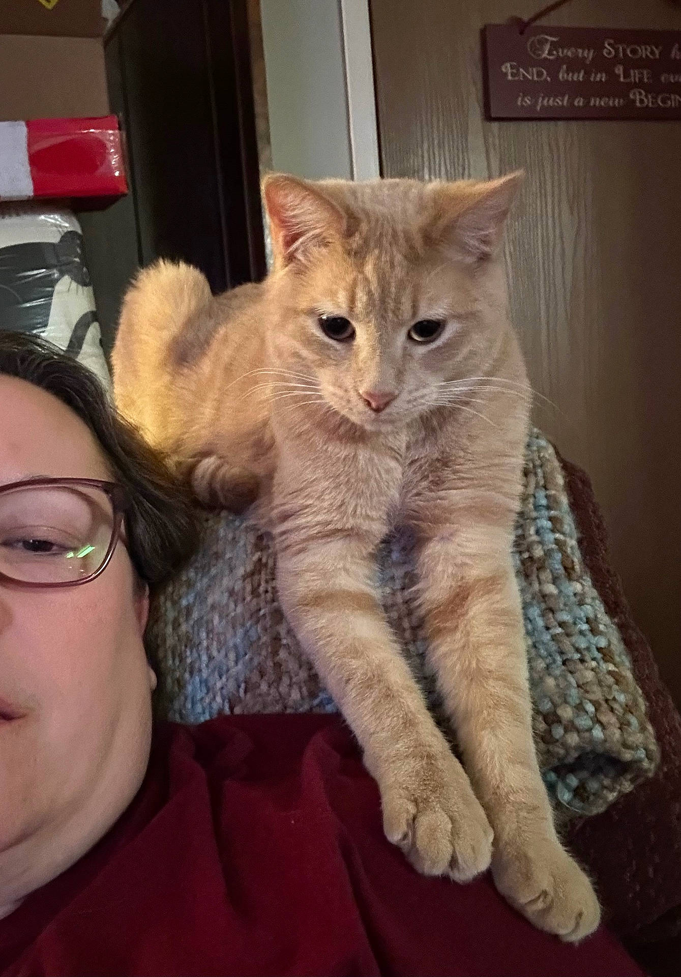 Buck is registered to the contest to win money with this photo: abyssinian, accessories, adult, animal, cat, couch, cushion, face, female, furniture, glasses, head, homedecor, indoors, kitten, person, pet, photography, portrait, woman