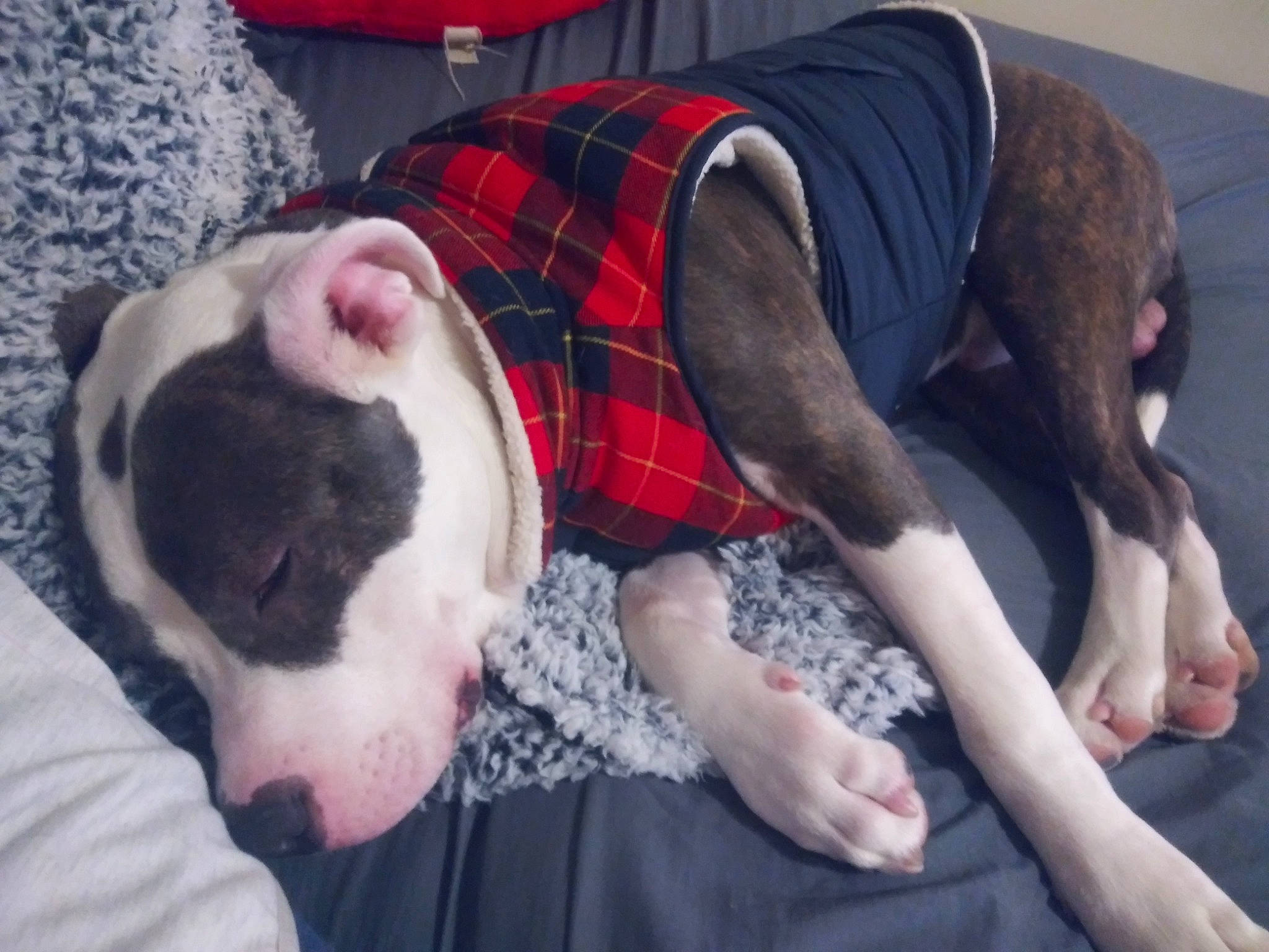 Dutch is registered to the contest to win money with this photo: boston_terrier, carnivore, comfort, companion_dog, dog, dog_breed, fawn, fur, human_leg, knee, lap, linens, mammal, pattern, plaid, sporting_group, tartan, textile, thigh, vertebrate
