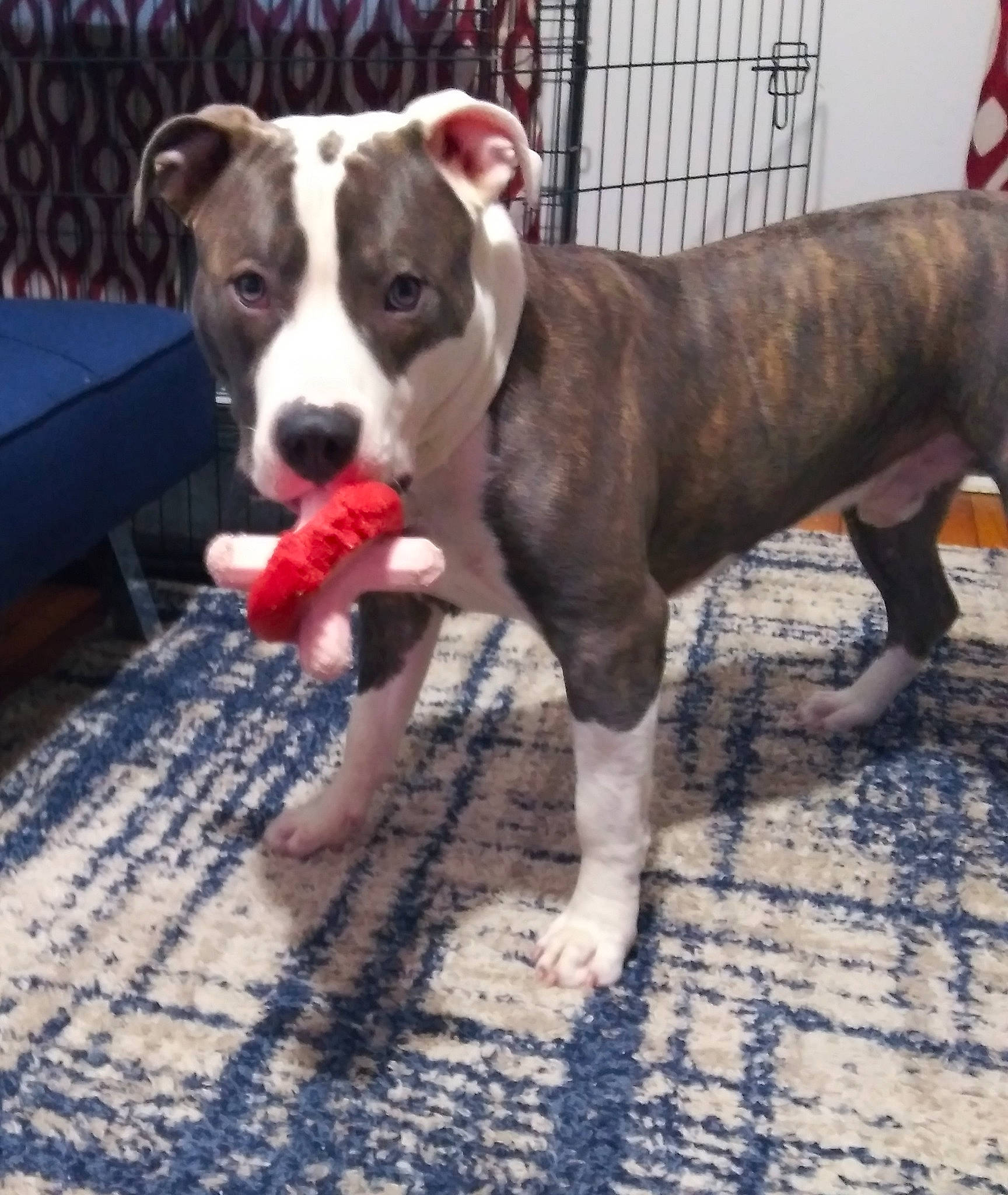 Dutch joined the competition — help win amazing prizes! canidae, carnivore, collar, companion_dog, dog, dog_breed, dog_collar, dog_supply, fawn, flooring, liver, non_sporting_group, paw, pet_supply, pit_bull, snout, sporting_group, tail, working_animal, working_dog