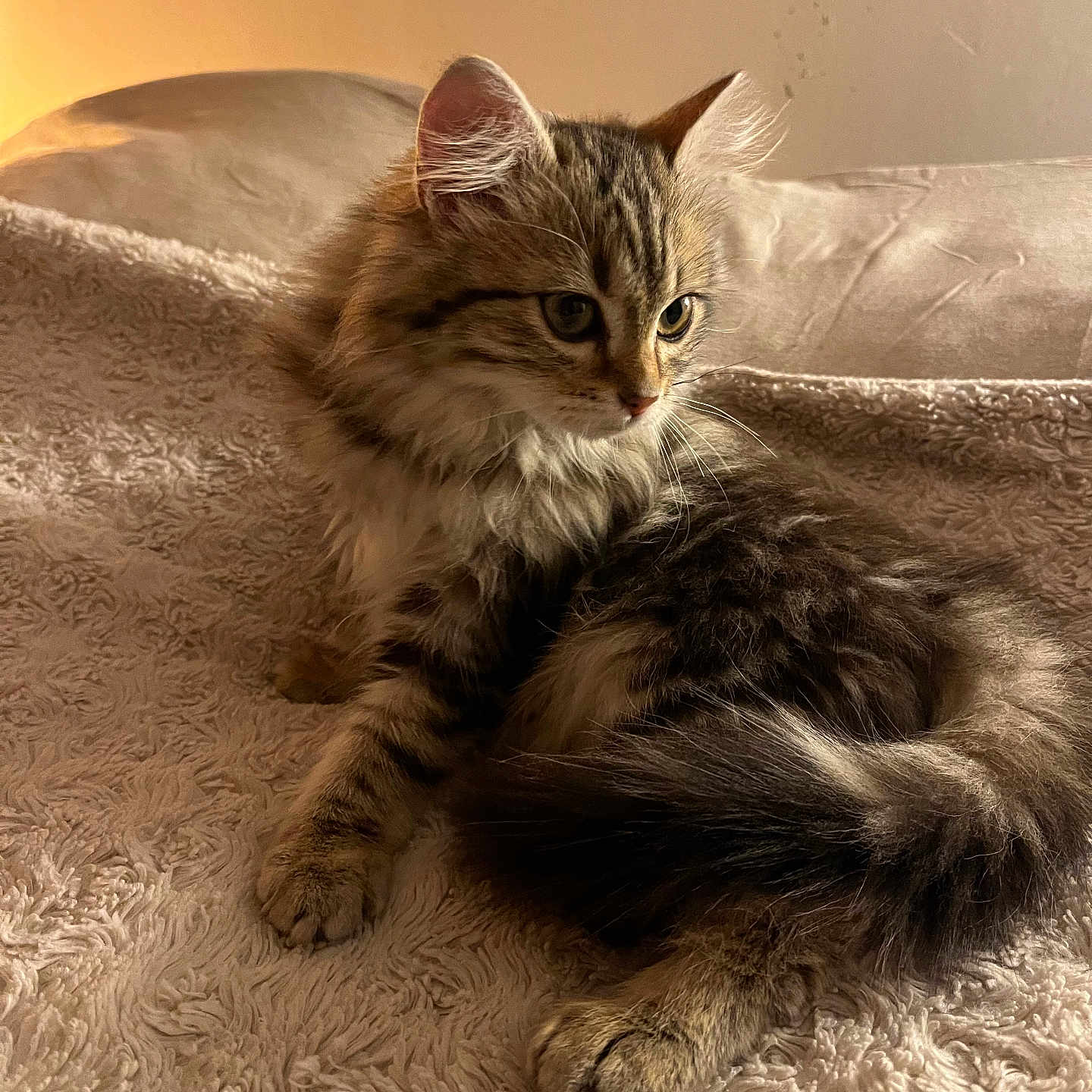 Kouchka a rejoint le concours — aidez-le/la à gagner de superbes lots ! animal, blanket, cat, cozy, curious, cute, fluffy, fur, indoor, kitten, lighting, mammal, paws, pet, relaxed, soft, tabby, texture, whiskers, young