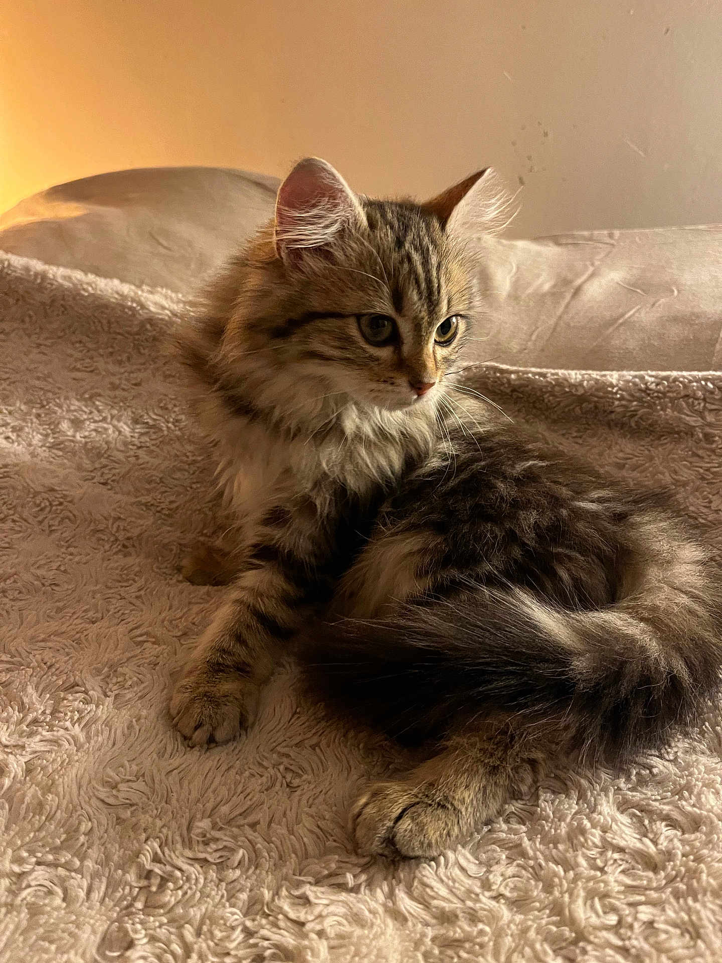 Kouchka a rejoint le concours — aidez-le/la à gagner de superbes lots ! kitten, cat, tabby, fluffy, pet, animal, indoor, blanket, soft, fur, cute, curious, relaxed, cozy, texture, lighting, mammal, young, whiskers, paws