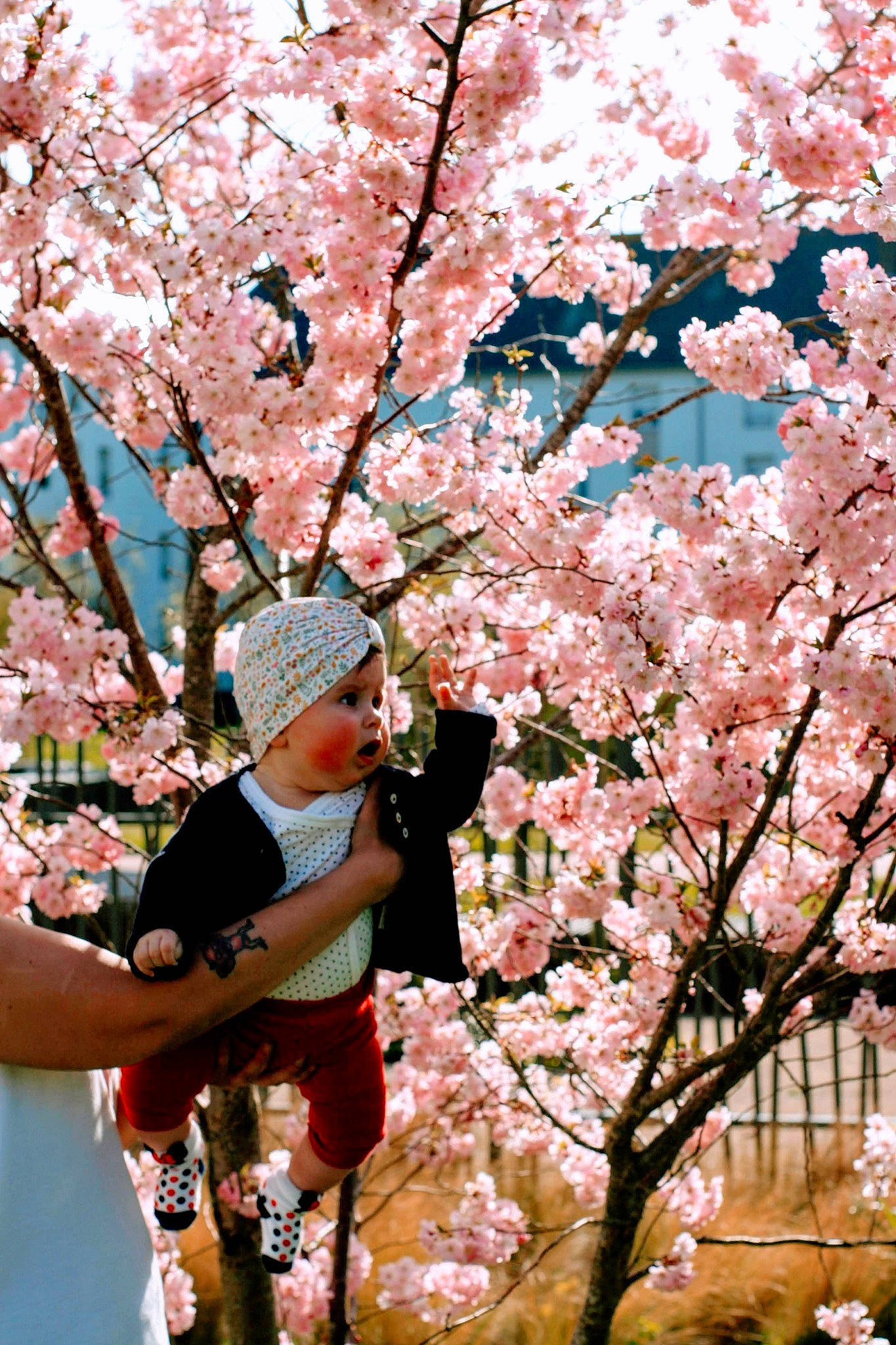 Camila participe au concours pour gagner de l'argent avec cette photo : beauty, blossom, botany, branch, cherry_blossom, deciduous, flower, flowering_plant, hat, headwear, leisure, people_in_nature, person, petal, photograph, pink, plant, prunus, street_fashion, surprise