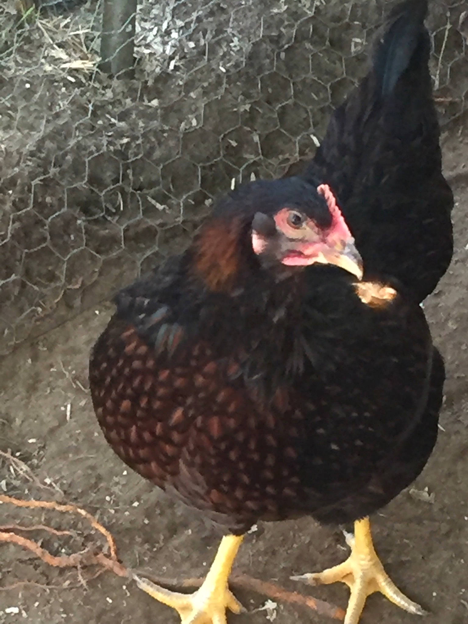 Caramelo joined the competition — help win amazing prizes! beak, bird, chicken, fowl, galliformes, livestock, phasianidae, poultry, rooster