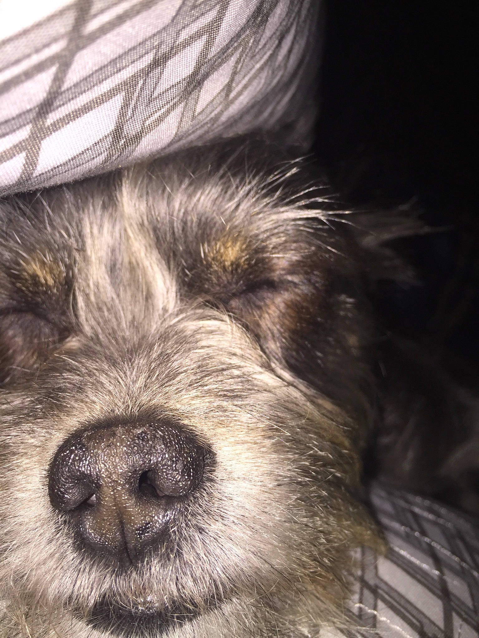 Tuukka is registered to the contest to win money with this photo: border_terrier, cairn_terrier, canidae, carnivore, close_up, companion_dog, dog, dog_breed, eye, fur, mammal, morkie, norfolk_terrier, norwich_terrier, nose, puppy, schnoodle, small_terrier, snout, terrier