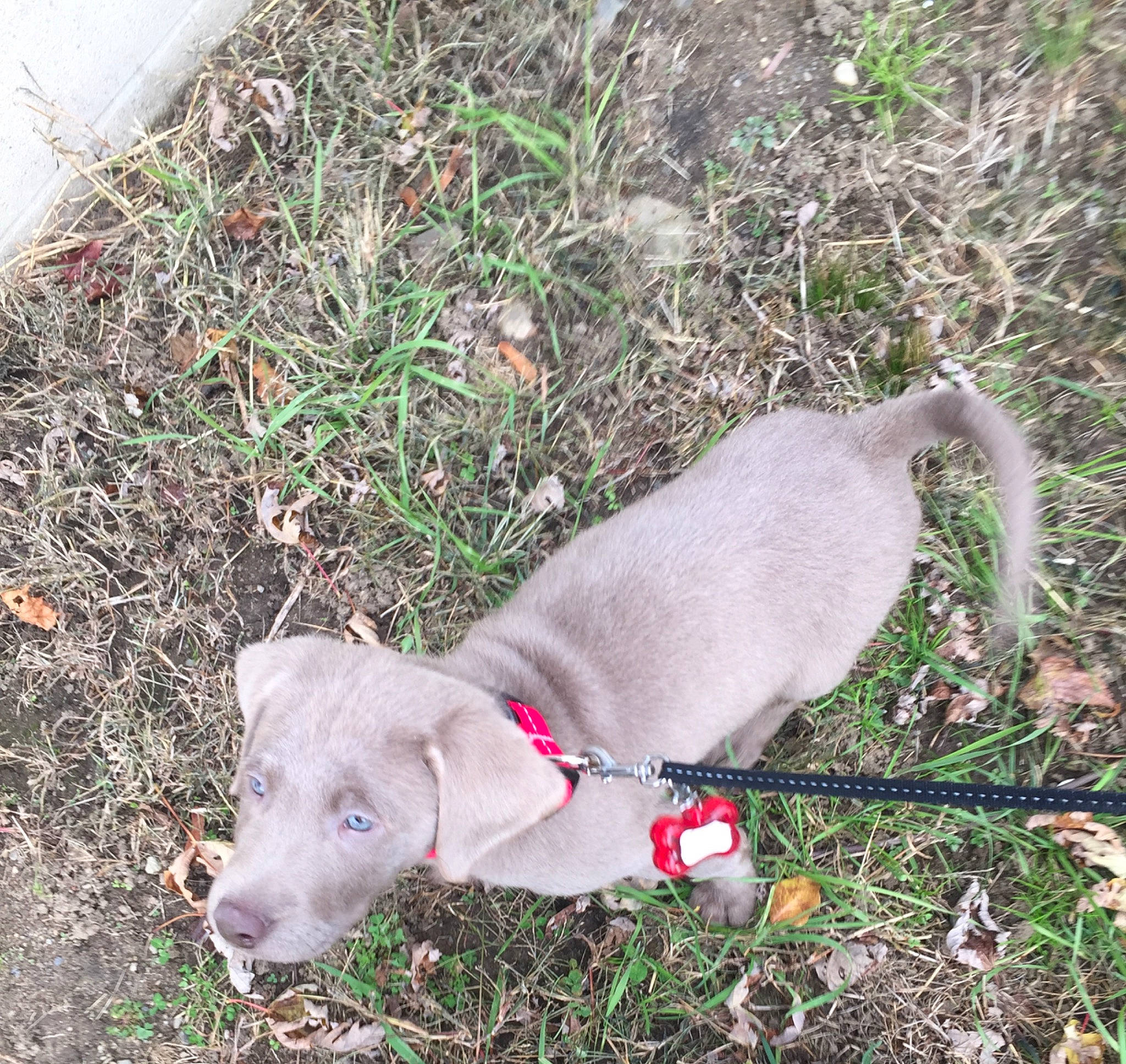 Asher is registered to the contest to win money with this photo: blue_lacy, canidae, carnivore, dog, dog_breed, fawn, pointer, pointing_breed, puppy, sporting_group, weimaraner