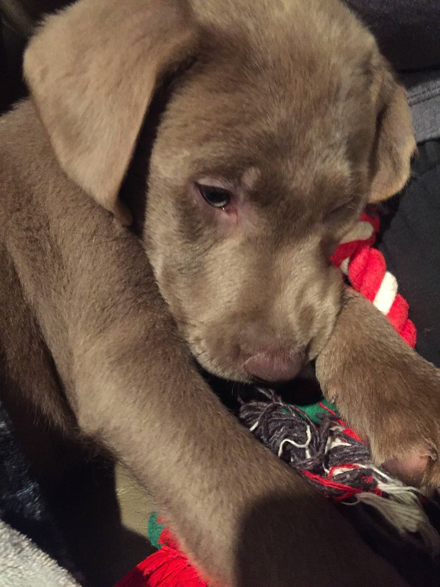 Asher joined the competition — help win amazing prizes! beagador, blue_lacy, borador, canidae, carnivore, dog, dog_breed, fawn, labrador_retriever, mammal, puppy, retriever, snout, sporting_group, vertebrate, weimaraner