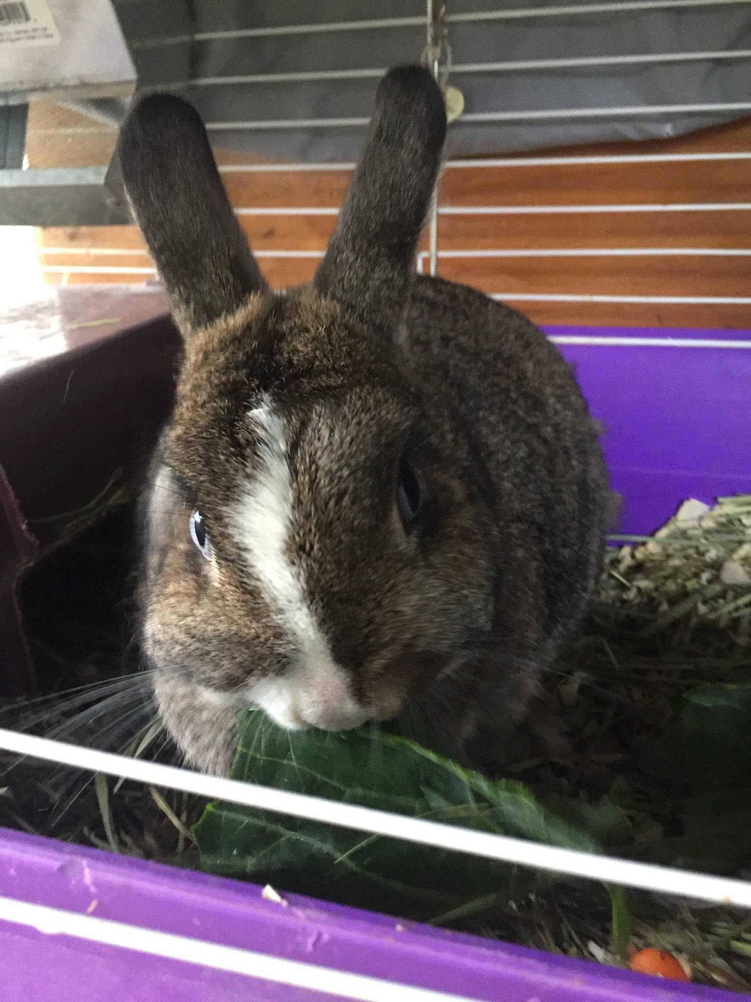 Twinkle Toes is registered to the contest to win money with this photo: cage, chinchilla, degu, domestic_rabbit, fawn, hare, rabbit, rabbits_and_hares, rodent, snout, whiskers, wood_rabbit