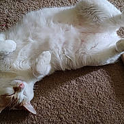 Blaze is registered to the contest to win money with this photo: cat, fluffy, white, orange, relaxed, lying_down, paws, carpet, indoor, pet, sleeping, cute, fur, whiskers, tail, animal, domestic, cozy, resting, mammal