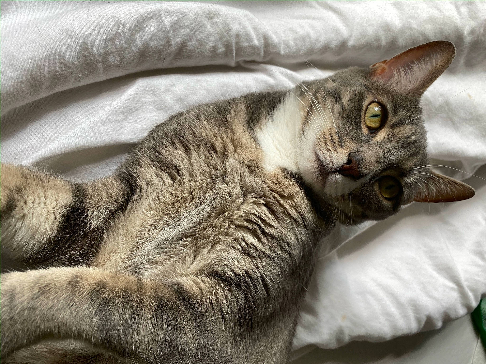 Aloha is registered to the contest to win money with this photo: carnivore, cat, cat_bed, cat_supply, claw, comfort, domestic_short_haired_cat, felidae, fur, grey, nap, paw, small_to_medium_sized_cats, snout, tail, whiskers