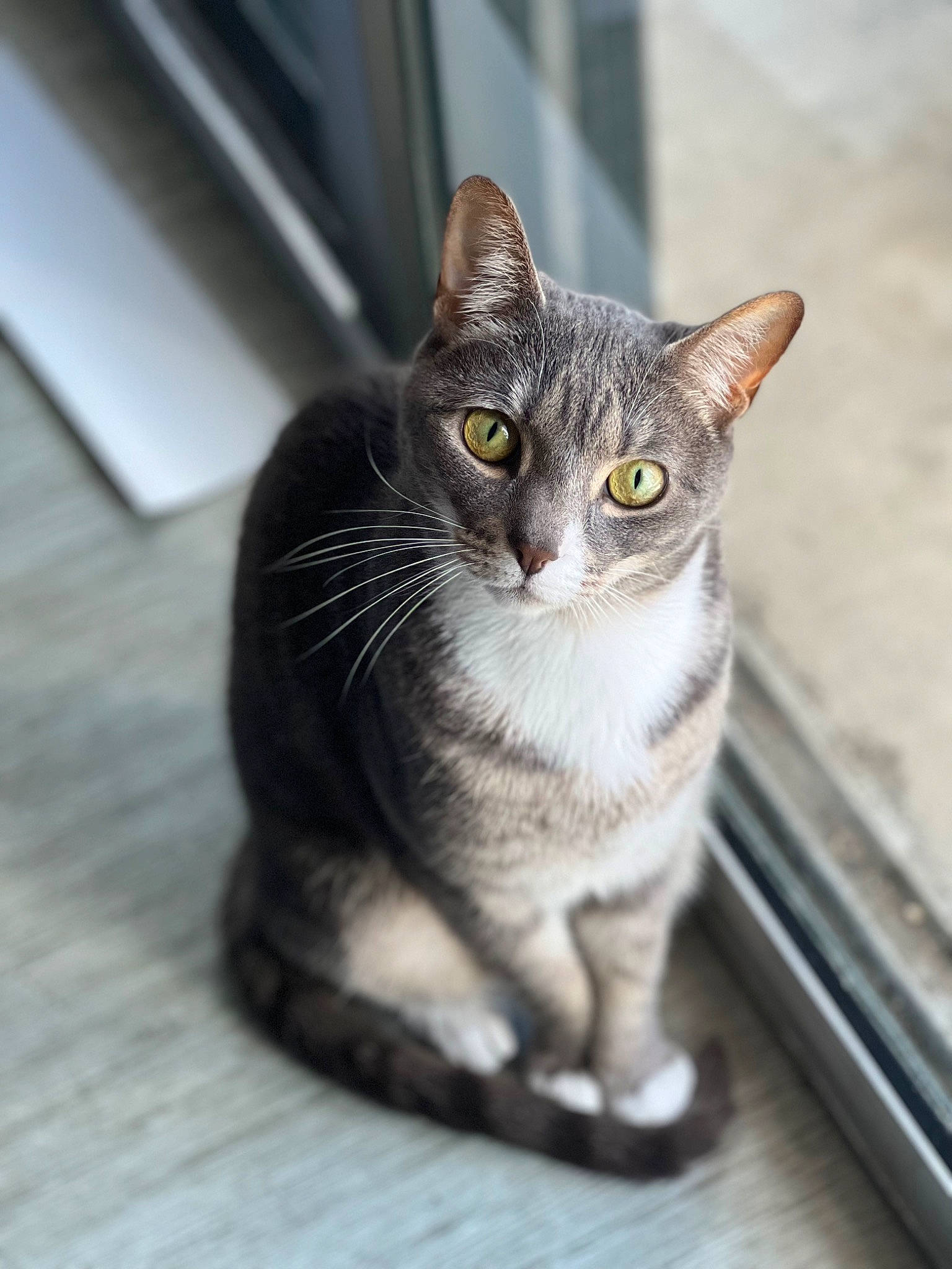Aloha joined the competition — help win amazing prizes! carnivore, cat, cat_furniture, domestic_short_haired_cat, door, eye, felidae, fur, grey, head, paw, sitting, small_to_medium_sized_cats, snout, tail, whiskers, window, wood