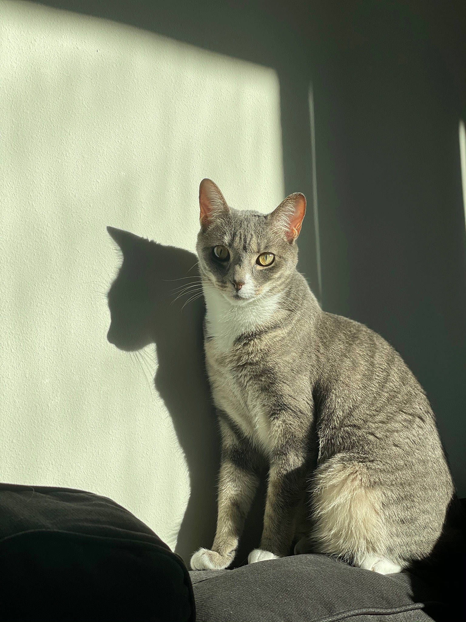 Aloha is registered to the contest to win money with this photo: carnivore, cat, cat_supply, claw, comfort, darkness, domestic_short_haired_cat, ear, felidae, fur, grey, paw, sitting, small_to_medium_sized_cats, snout, tail, terrestrial_animal, whiskers