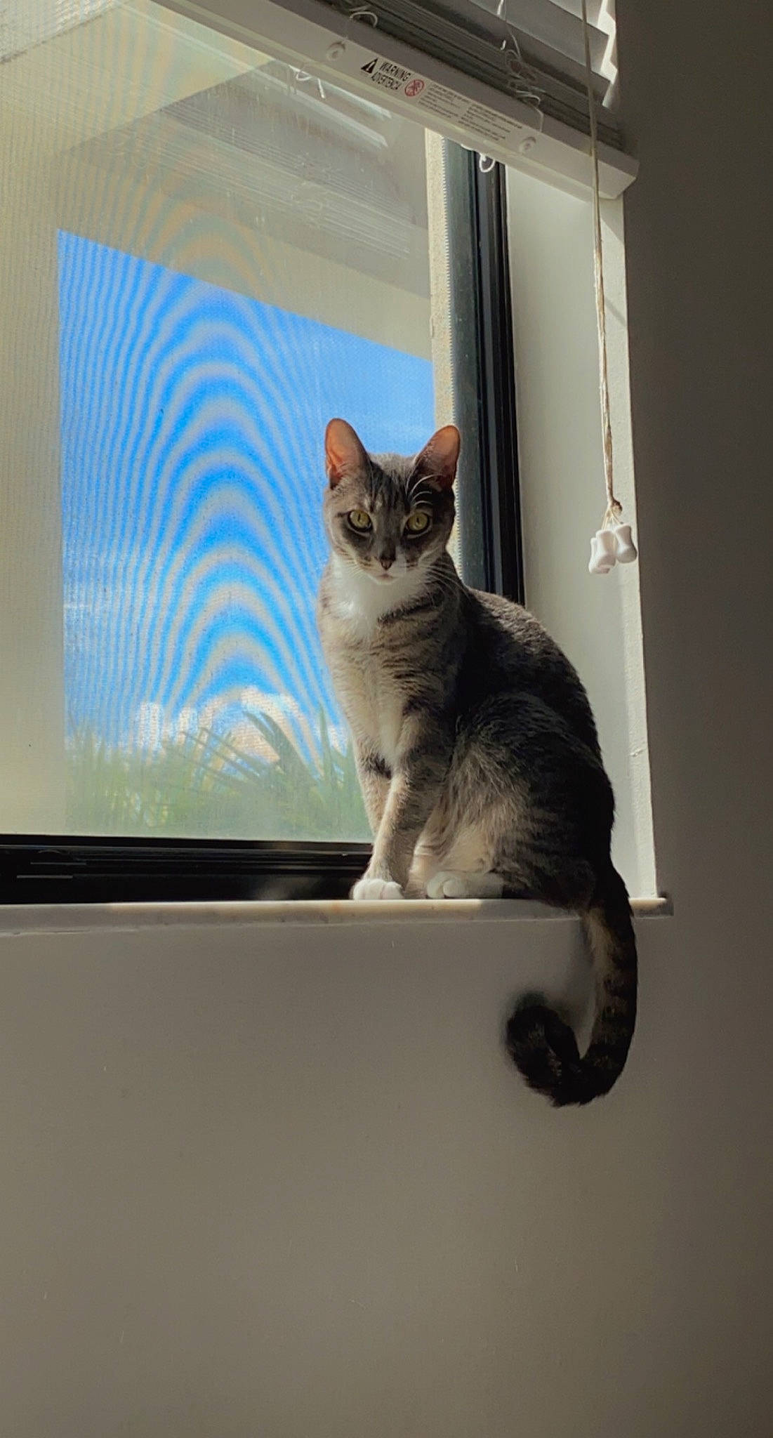 Aloha is registered to the contest to win money with this photo: carnivore, cat, domestic_short_haired_cat, door, felidae, fixture, fur, rectangle, room, small_to_medium_sized_cats, snout, tail, whiskers, window, window_covering, wood
