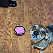Kiara is registered to the contest to win money with this photo: animal, brown_dog, canine, companion, cute, dog, domestic_animal, ears, eyes, flooring, food_bowl, fur, household, indoor, looking_up, pet, small_dog, snout, waiting, wooden_floor