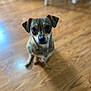 Kiara is registered to the contest to win money with this photo: dog, puppy, animal, pet, indoor, floor, wooden_floor, cute, looking_up, eyes, ears, fur, small_dog, sitting, young_dog, domestic_animal, canine, companion, home, curious