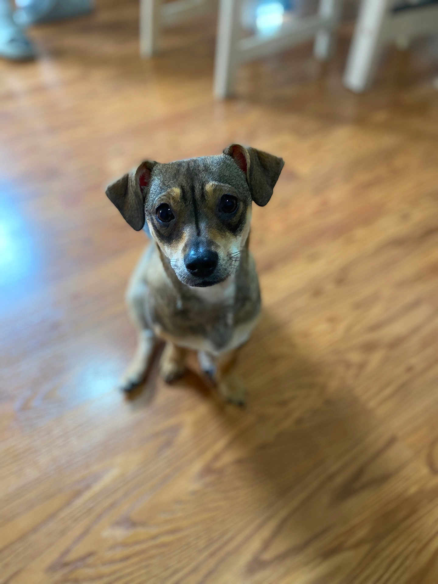 Kiara is registered to the contest to win money with this photo: dog, puppy, animal, pet, indoor, floor, wooden_floor, cute, looking_up, eyes, ears, fur, small_dog, sitting, young_dog, domestic_animal, canine, companion, home, curious