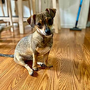 Kiara joined the competition — help win amazing prizes! dog, puppy, wooden_floor, indoor, pet, brown_dog, curious, sitting, head_tilt, furniture, chair, broom, floor, home, animal, canine, cute, domestic, fur, portrait