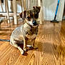 dog, puppy, wooden_floor, indoor, pet, brown_dog, curious, sitting, head_tilt, furniture, chair, broom, floor, home, animal, canine, cute, domestic, fur, portrait