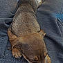 Kiara is registered to the contest to win money with this photo: puppy, dog, sleeping, lap, grey_sweatpants, cozy, resting, small_dog, fur, pet, cute, relaxing, indoor, animal, snuggled, peaceful, brown_fur, paw, person, casual_clothing