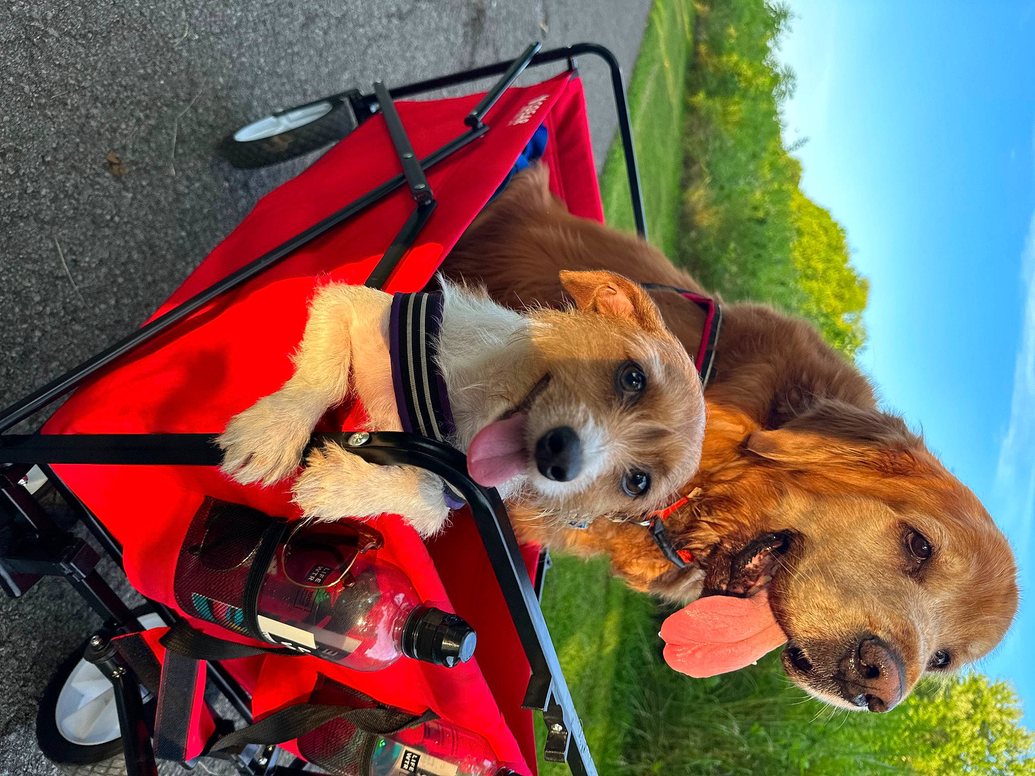 Mabel joined the competition — help win amazing prizes! canidae, carnivore, collar, companion_dog, dog, dog_breed, dog_clothes, dog_supply, fashion_accessory, fawn, grass, leash, pet_supply, sky, snout, sporting_group, stuffed_toy, toy, tree, working_animal