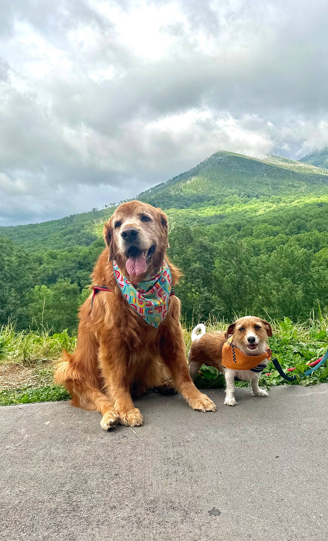 Mabel is registered to the contest to win money with this photo: canidae, carnivore, cloud, collar, companion_dog, dog, dog_breed, dog_collar, fawn, leash, leisure, liver, mountain, plant, road, sky, snout, sporting_group, tree, working_animal