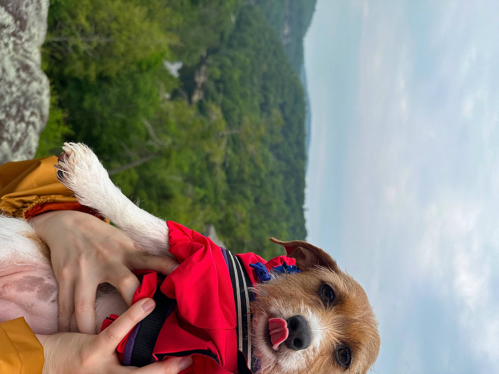 Mabel is registered to the contest to win money with this photo: adventure, carnivore, cloud, collar, companion_dog, dog, dog_breed, dog_collar, dog_supply, fawn, fun, happy, human_leg, leash, leisure, people_in_nature, recreation, sky, travel, tree