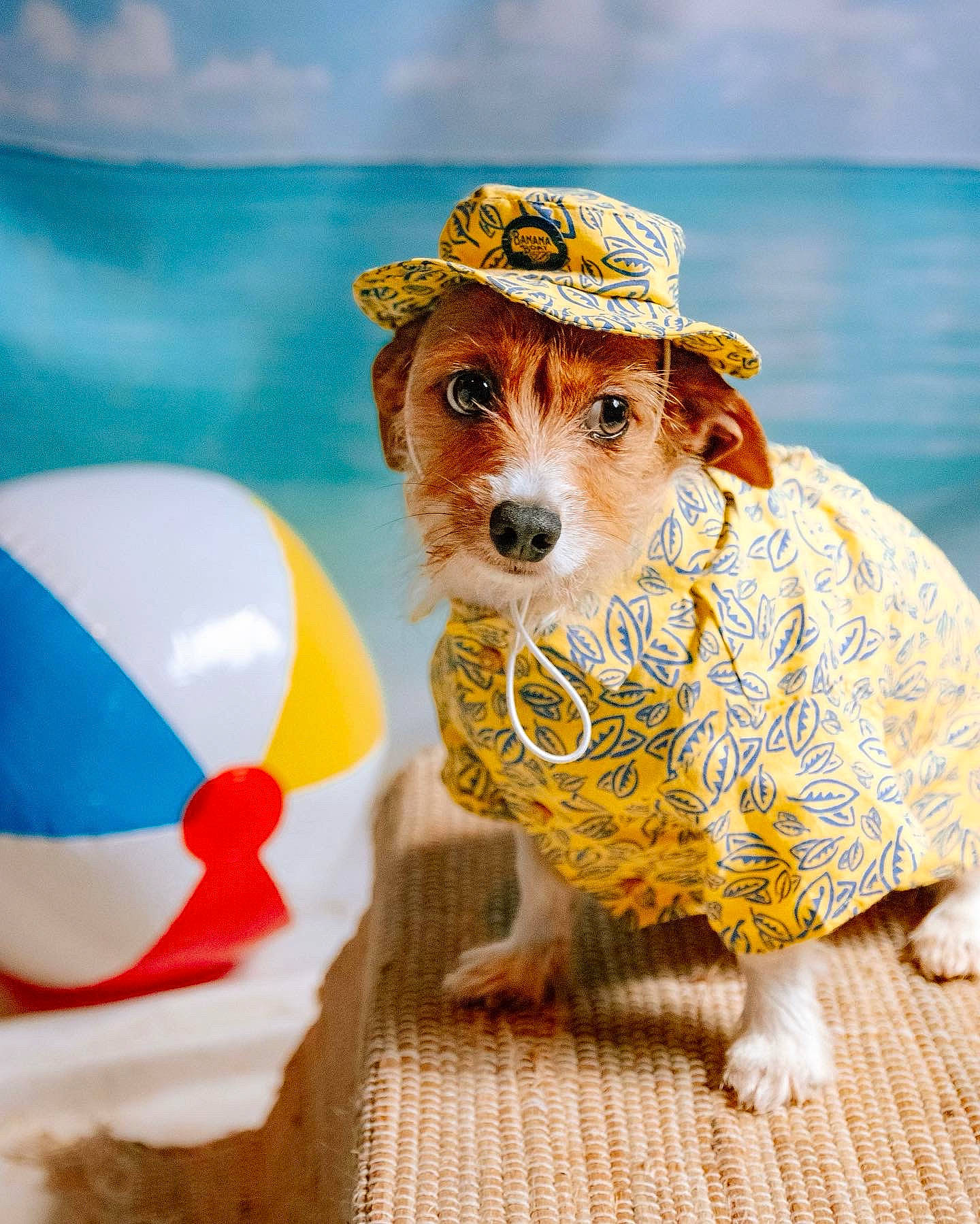 Mabel is registered to the contest to win money with this photo: art, carnivore, companion_dog, costume_hat, cowboy_hat, dog, dog_breed, fashion_accessory, fawn, fedora, felidae, fur, happy, hat, headgear, plant, sun_hat, water, whiskers, working_animal