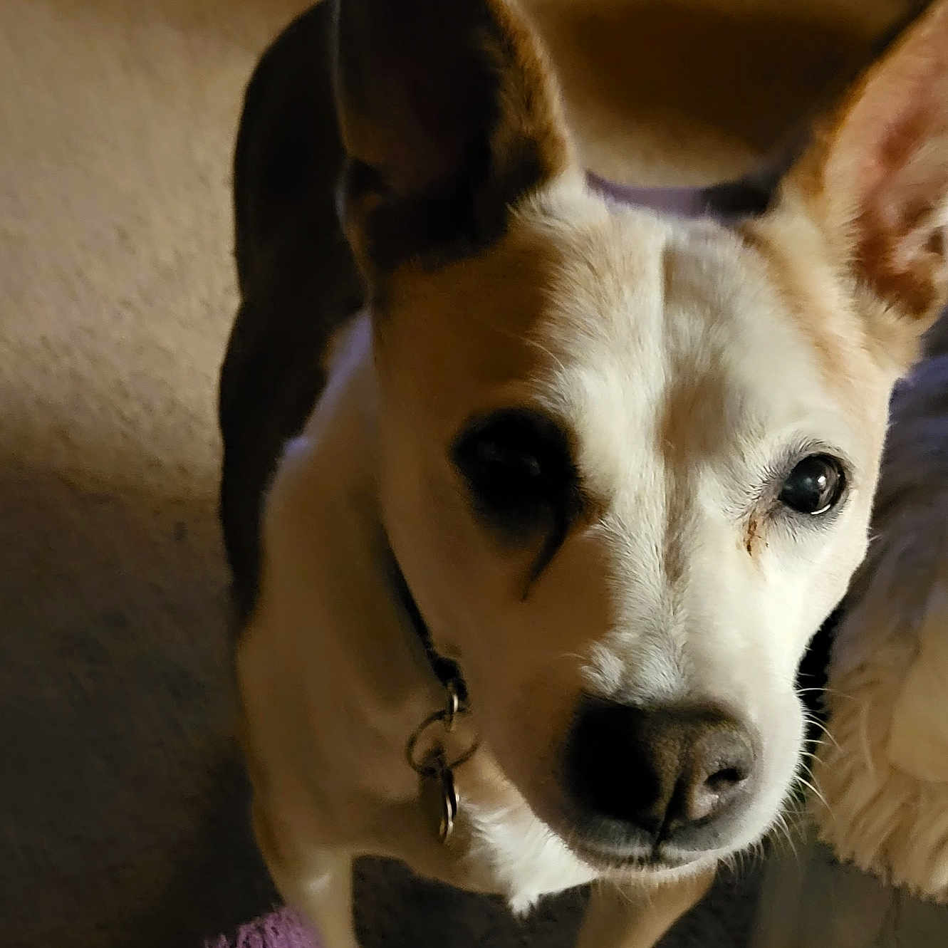 Panda is registered to the contest to win money with this photo: accessories, animal, beagle, bodypart, bulldog, canine, chihuahua, collar, dog, eskimodog, hound, husky, labradorretriever, mouth, person, pet, puppy, snout, strap, whitedog