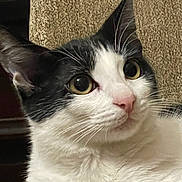Luner is registered to the contest to win money with this photo: alert, animal, background, black_and_white, cat, close_up, curious, domestic_cat, ears, eyes, face, feline, fur, indoor, mammal, pet, pink_nose, portrait, texture, whiskers