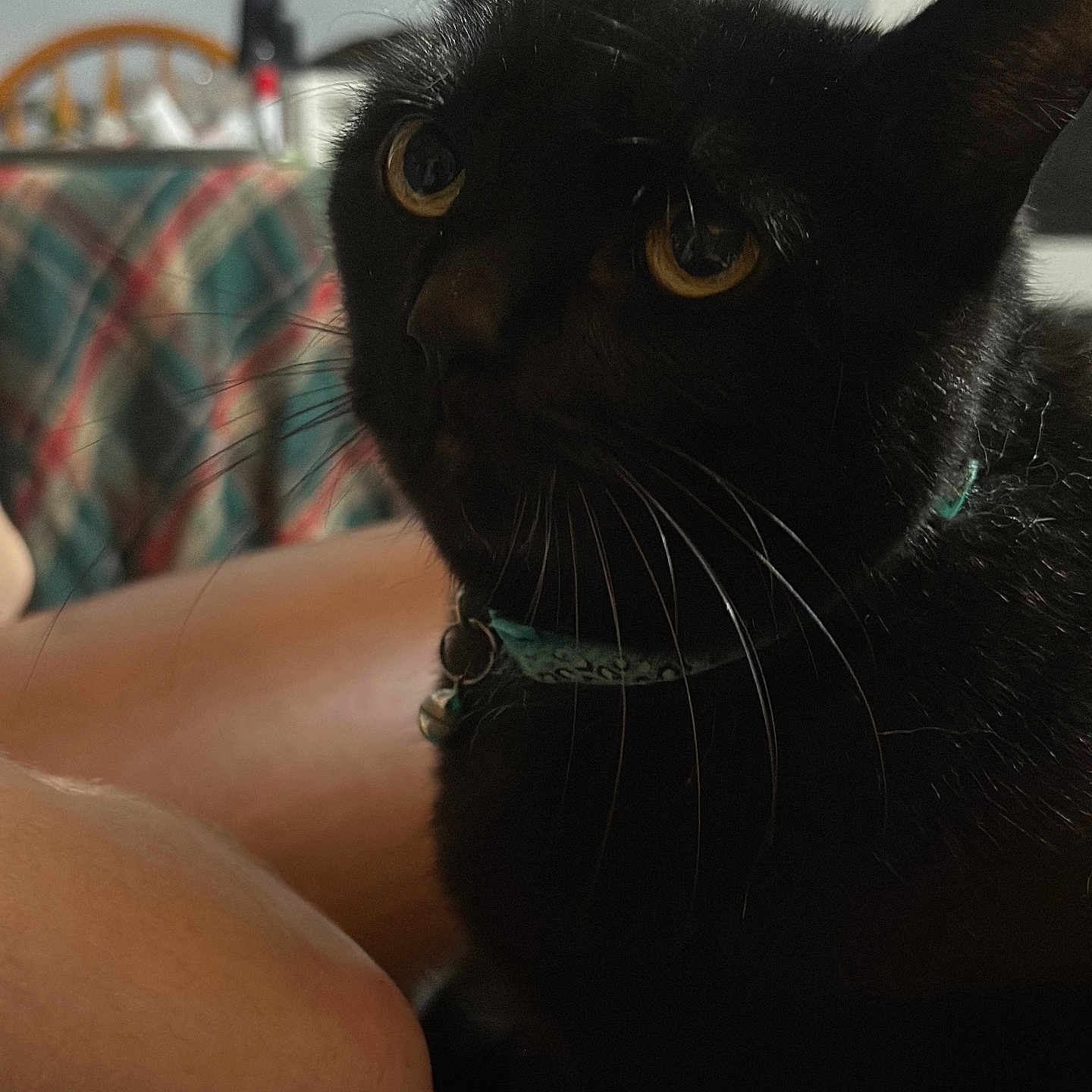 Mohinder is registered to the contest to win money with this photo: animal_portrait, black_cat, blurred_background, cat, chair, close_up, collar, cozy, cute, domestic_animal, feline, fur, human_knee, indoor, looking_up, pet, plaid, tablecloth, whiskers, yellow_eyes