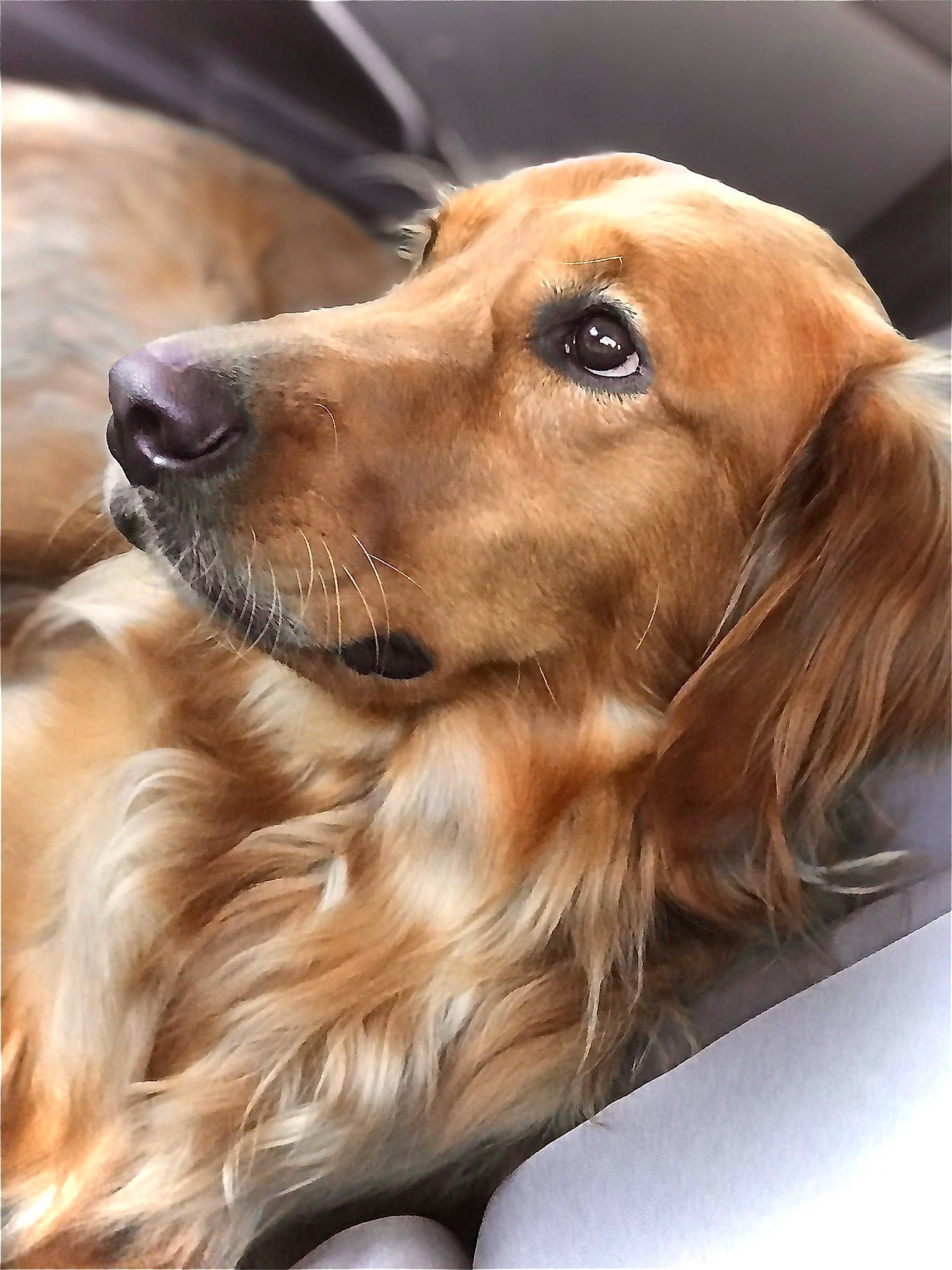 Zoe joined the competition — help win amazing prizes! beige, blond, brown, canidae, carnivore, collar, companion_dog, dog, dog_breed, fawn, fur, iris, liver, retriever, snout, sporting_group, tan, vertebrate, whiskers, working_animal