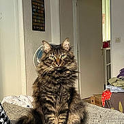 Meeko a rejoint le concours — aidez-le/la à gagner de superbes lots ! cat, tabby, long_hair, pet, indoor, sofa, couch, portrait, green_eyes, fur, whiskers, ears, tail, sitting, cute, domestic_cat, furniture, living_room, doorway, blanket