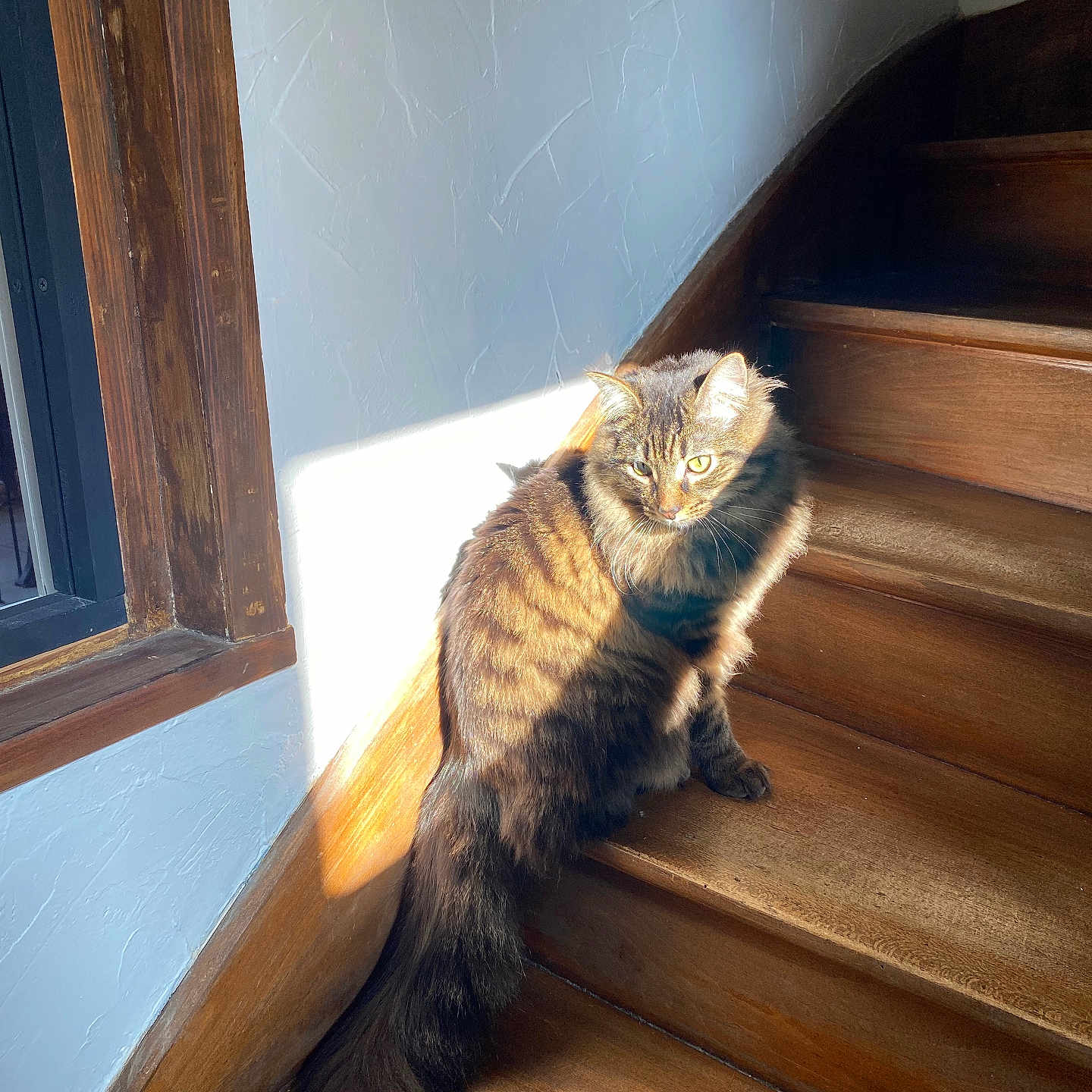 Meeko participe au concours pour gagner de l'argent avec cette photo : cat, cozy, fur, green_eyes, home_interior, indoor, long_tail, pet, portrait, shadow, sitting, staircase, sunbeam, sunlight, tabby_cat, textured_wall, whiskers, window, wood_frame, wooden_stairs