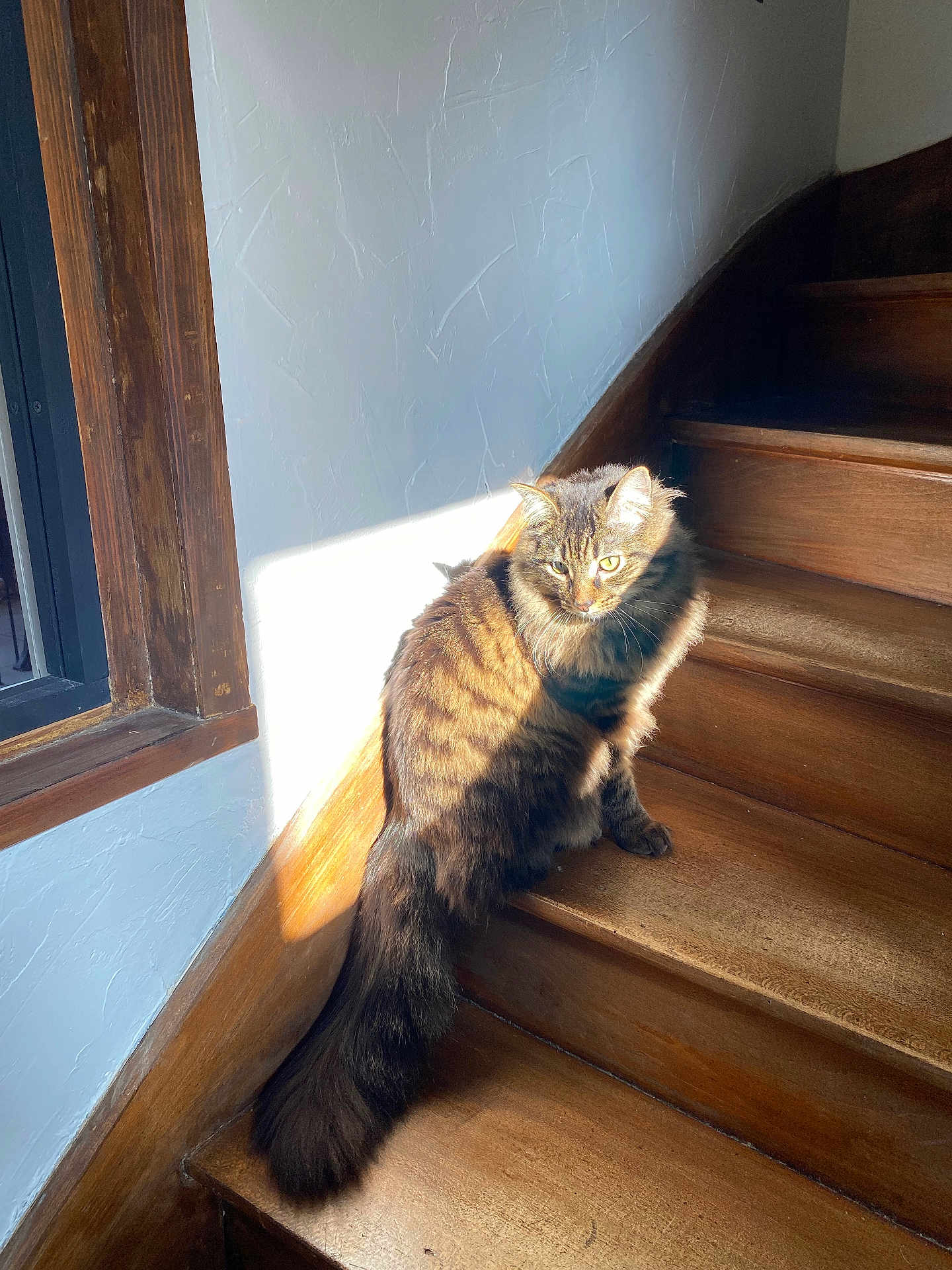 Meeko participe au concours pour gagner de l'argent avec cette photo : cat, tabby_cat, staircase, wooden_stairs, sunlight, sunbeam, shadow, fur, long_tail, indoor, window, whiskers, green_eyes, sitting, portrait, cozy, home_interior, textured_wall, wood_frame, pet