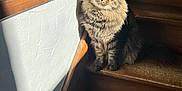 Meeko a rejoint le concours — aidez-le/la à gagner de superbes lots ! cat, tabby_cat, pet, wooden_stairs, sunlight, shadow, window, wall, green_eyes, fur, whiskers, sitting, indoor, cozy, portrait, domestic_cat, texture, natural_light, paws, staircase