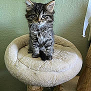 Mavis is registered to the contest to win money with this photo: animal, black, cat, cat_tree, cozy, ears, feline, fluffy, gray, indoor, kitten, long_hair, looking_at_camera, pet, portrait, scratching_post, sitting, tabby, whiskers, white