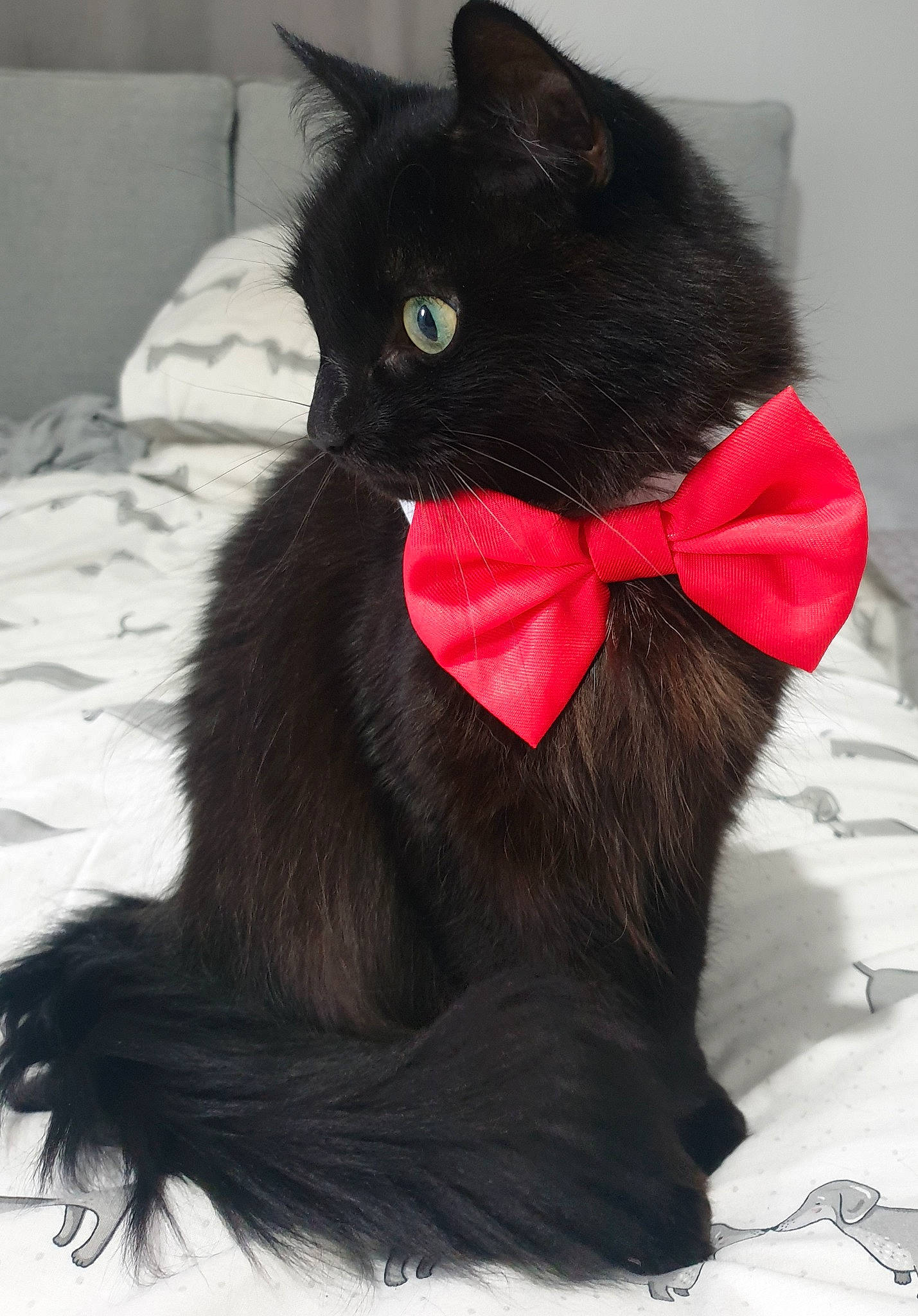 Edward joined the competition — help win amazing prizes! black_cat, bombay, bow_tie, carmine, carnivore, cat, claw, collar, comfort, domestic_short_haired_cat, felidae, fur, grey, mammal, plant, small_to_medium_sized_cats, snout, tail, terrestrial_animal, whiskers