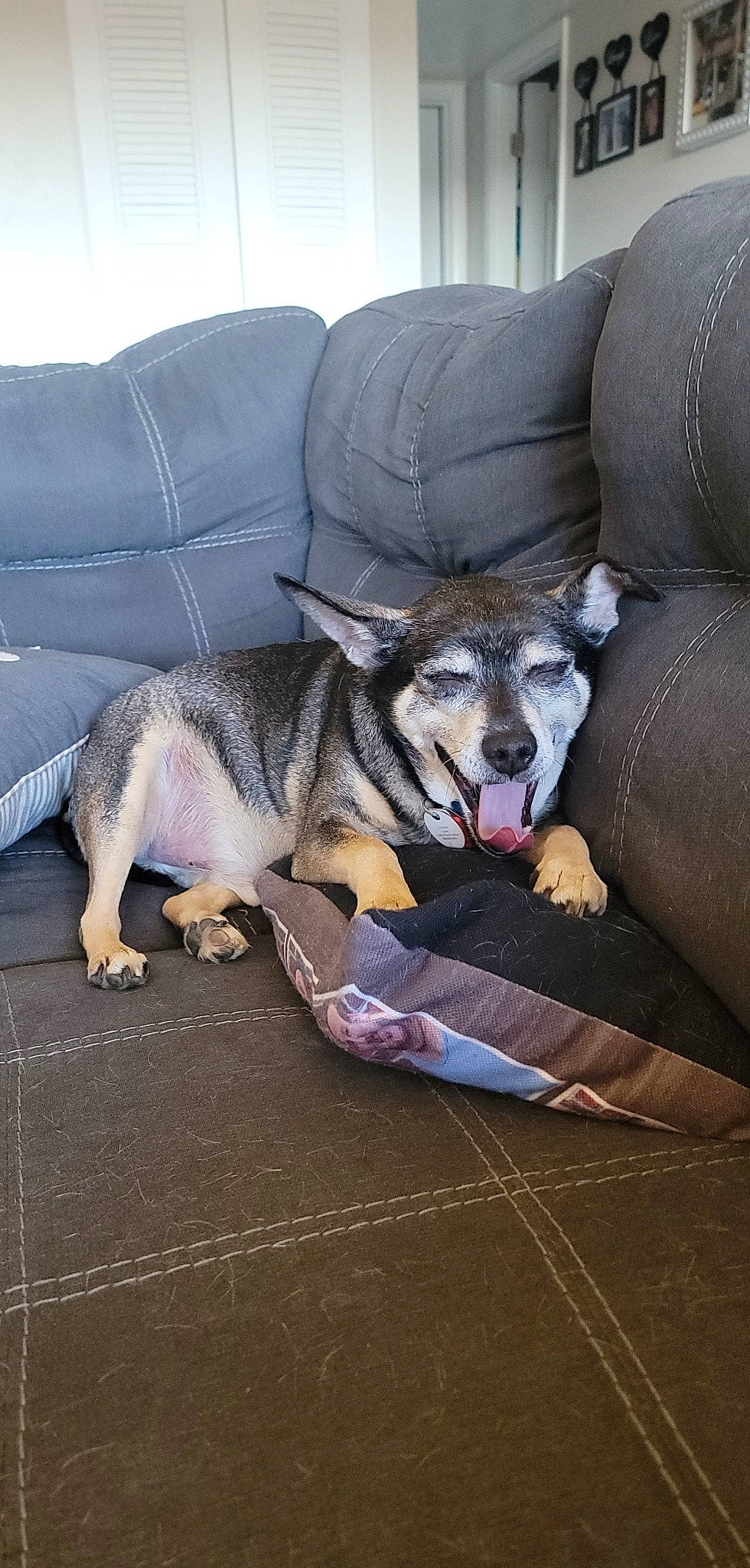 Louie joined the competition — help win amazing prizes! canidae, carnivore, comfort, companion_dog, couch, dog, dog_breed, dog_supply, fawn, fur, grey, living_room, nap, paw, snout, sporting_group, tail, terrestrial_animal, whiskers, working_animal