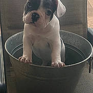 Boomer is registered to the contest to win money with this photo: puppy, dog, bucket, chair, pet, animal, indoor, cute, ears, white, black, face, paw, small, young, pet_care, domestic_animal, sitting, looking, container
