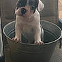 puppy, dog, bucket, chair, pet, animal, indoor, cute, ears, white, black, face, paw, small, young, pet_care, domestic_animal, sitting, looking, container